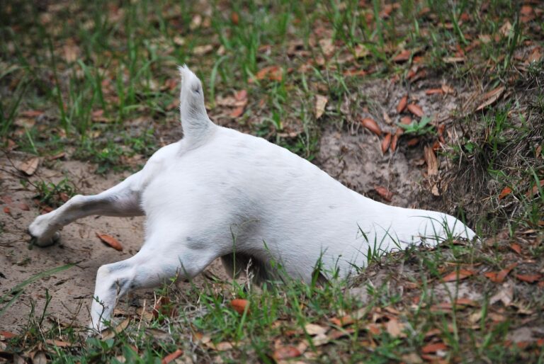 animal, dog, pet, nature, canine, mammal, hole, digging, outdoors, friend