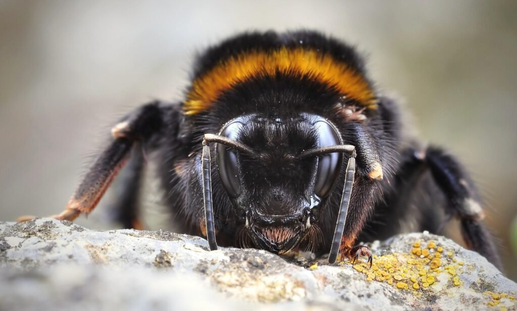 bumblebee, insect, macro, close up, bumblebee, bumblebee, bumblebee, bumblebee, bumblebee