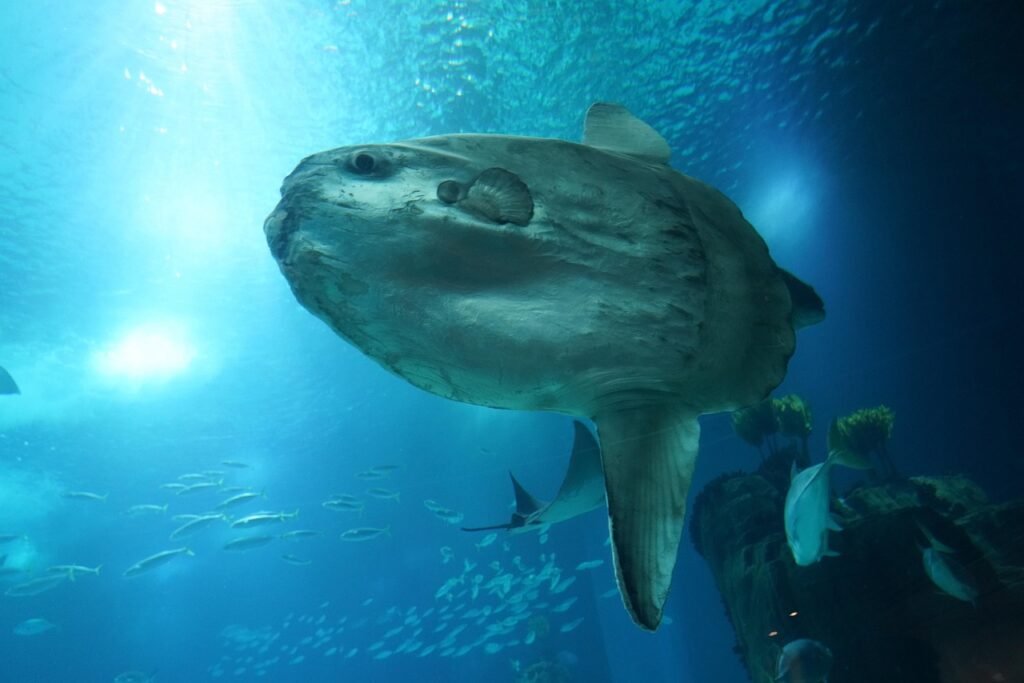 ocean sunfish, common mola, mola mola, ocean, underwater, marine animals, marine life, ocean sunfish, ocean sunfish, ocean sunfish, ocean sunfish, ocean sunfish
