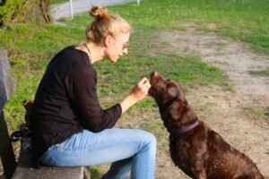 human, animal, nature, pet, dog, dog owner, reward, feeding