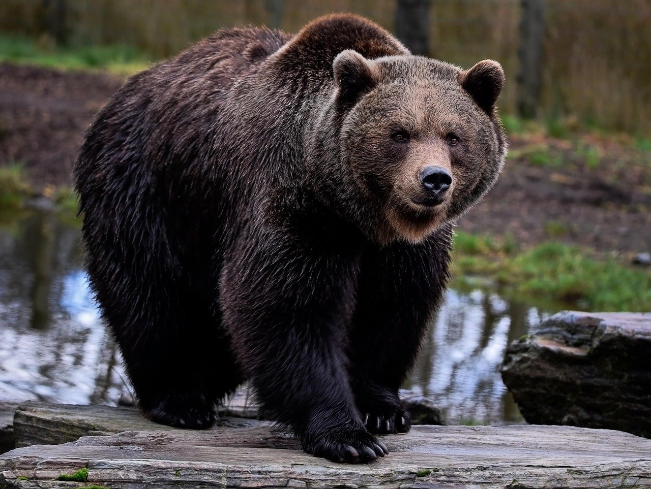 Could Grizzlies Return to California? New Study Says Yes