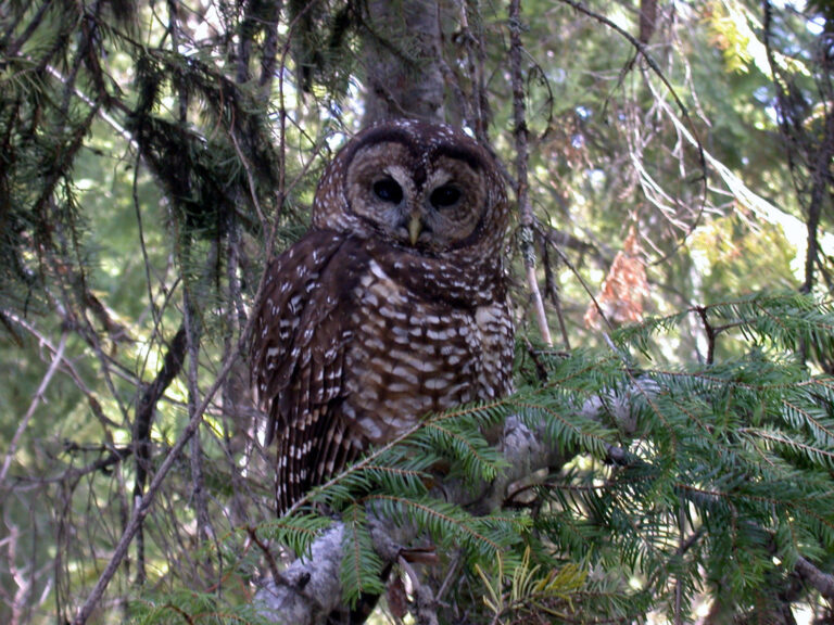 Panthers, Owls, and Sea Turtles Could Lose Critical Habitat Under Proposed ESA Rollbacks