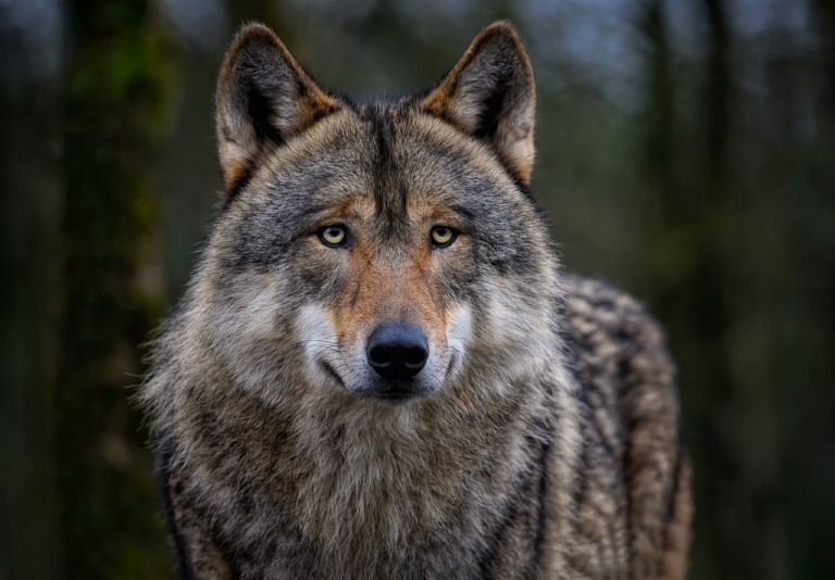 wolf, eurasian wolf, common wolf, grey wolf, canine, mammal, animal, canis lupus, wild dog, wildlife, wild animal, predator, hunter, wolf, nature, wolf, wolf, wolf, wolf