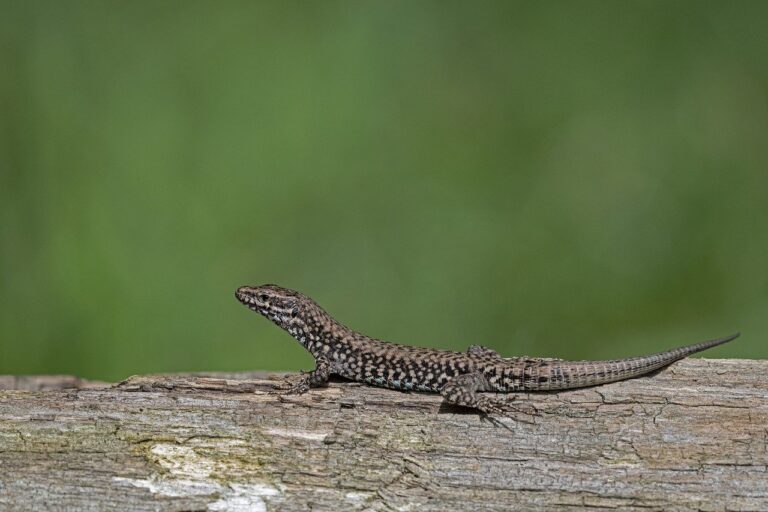 common wall lizard, lizard, reptile, nature, animal, close up