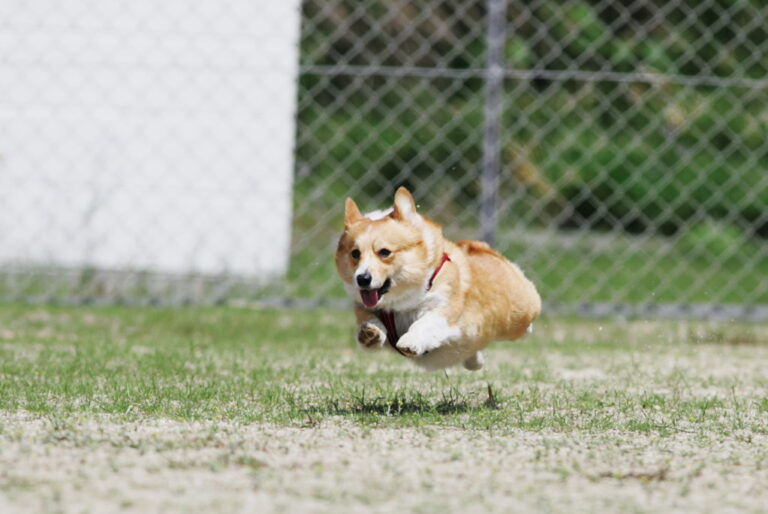 Short Legs, Big Speed: Juno Claims Victory at Scotland’s Corgi Derby