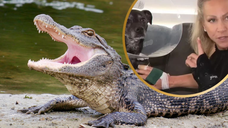 Florida Dog-Mom Wrestles to Open 6 Foot Alligator’s Jaws To Save her Dog