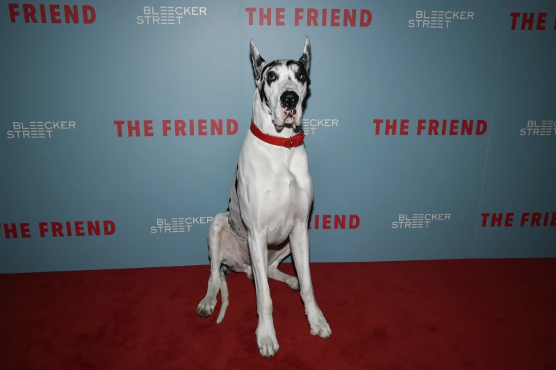 Scene-Stealing Pup From The Friend Becomes Hollywood’s Most Unexpected Star