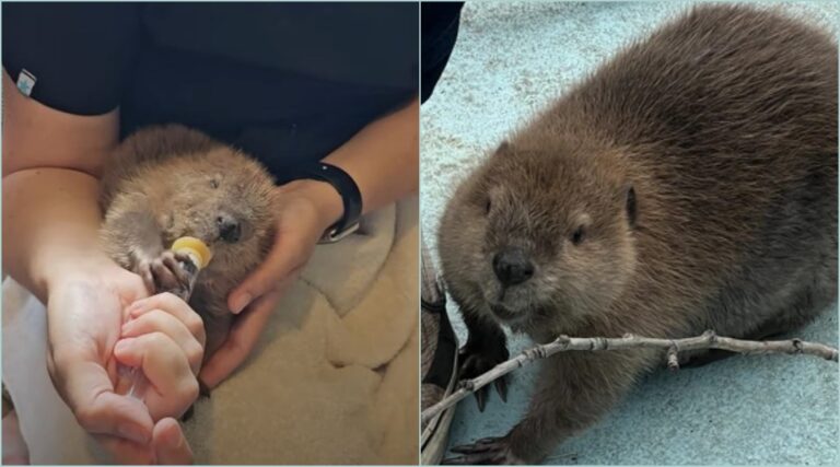 Beaver