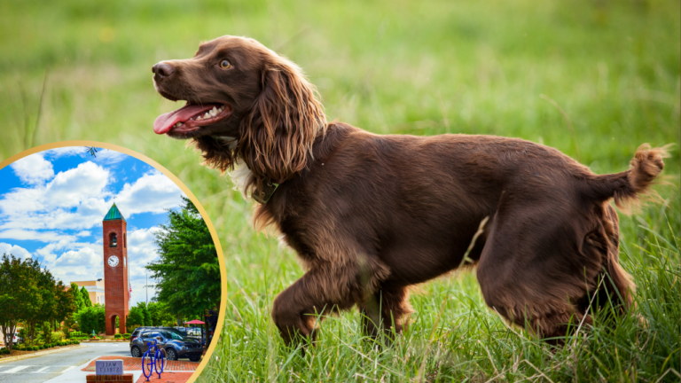 South Carolina’s Sweetheart: Everything About the All American Boykin Spaniel