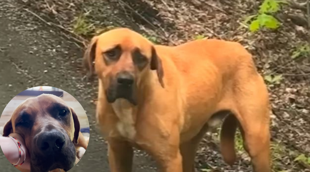 Dog Wandering a Highway With 100 BB Slugs in Him is Rescued in the Nick of Time