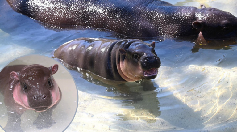 Poppy the Pygmy Hippo: A New Star at Metro Richmond Zoo