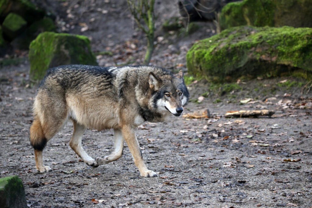 Mexican gray wolf
