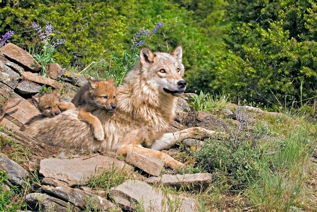 Female wolf with cub