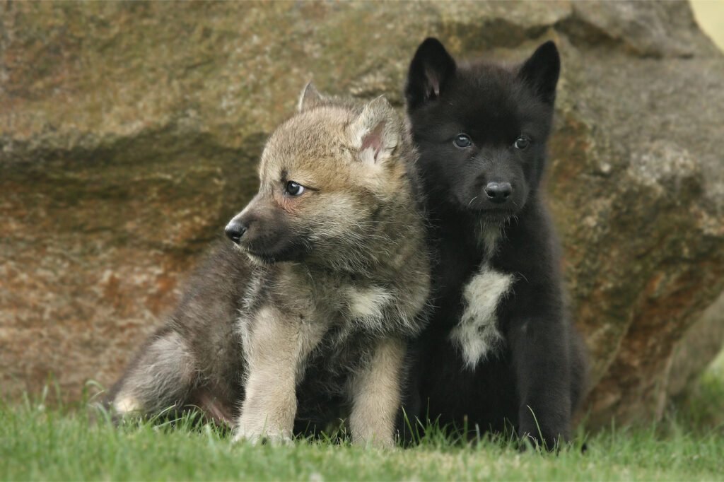 Wolf Pups