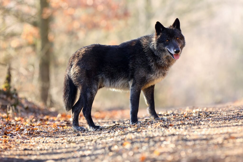 The northwestern wolf (Canis lupus occidentalis) standing on the road. The wolf (Canis lupus), also known as the grey/gray or timber wolf.