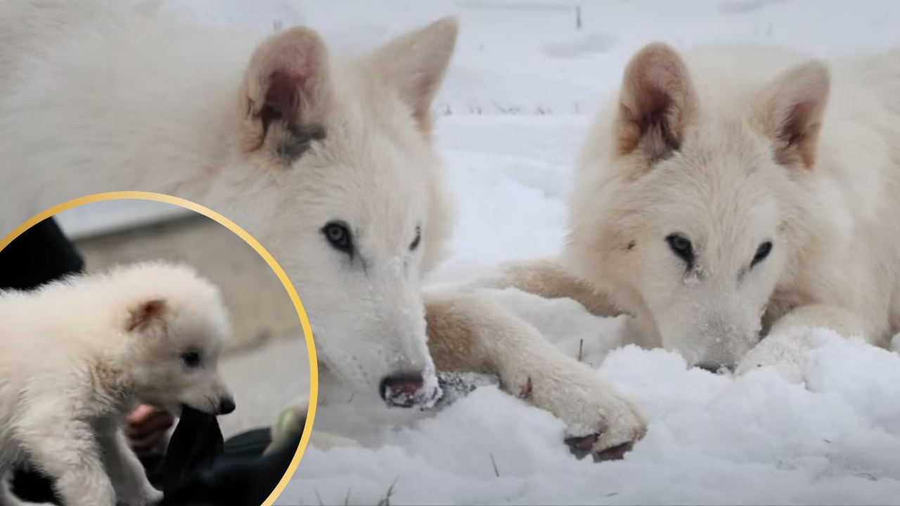 Ancient DNA Brings Back Dire Wolves from Extinction -They Aren’t Just a GOT Fantasy Anymore