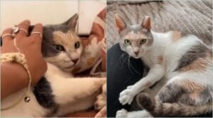 Faith’s Miraculous Journey: The Paralyzed Kitty Who Overcame the Odds