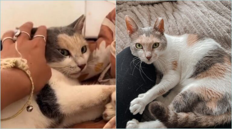 Faith’s Miraculous Journey: The Paralyzed Kitty Who Overcame the Odds