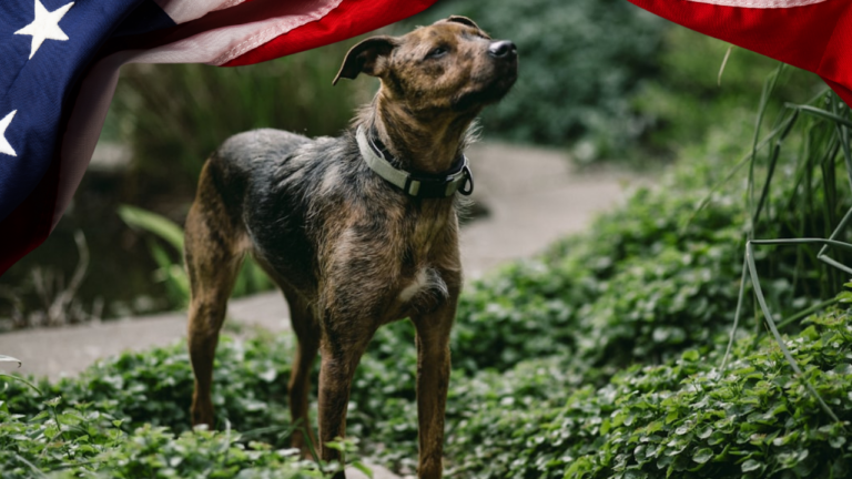 All 13 State dogs of the United States