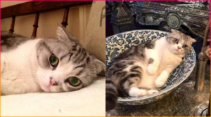 Taylor Swift’s Feline Friends: Meet Meredith, Olivia, and Benjamin