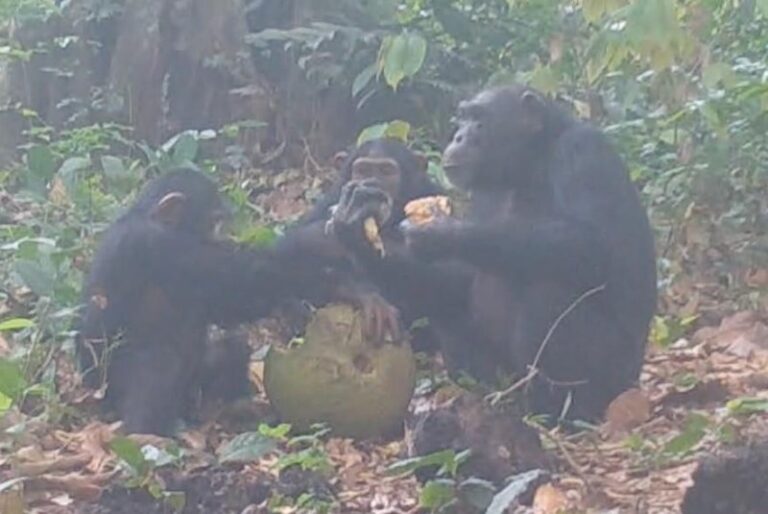 Chimpanzees Caught Sharing Alcoholic Fruit in the Wild