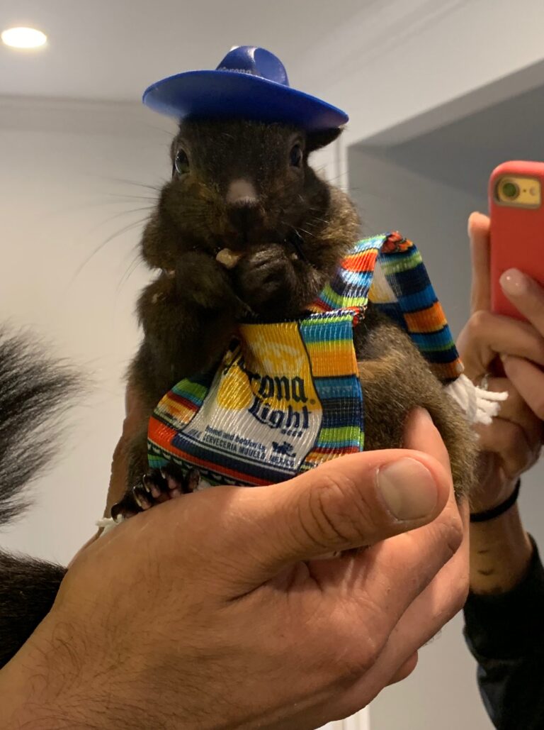 New Documents Show Missed Warnings Before Peanut the Squirrel’s Death