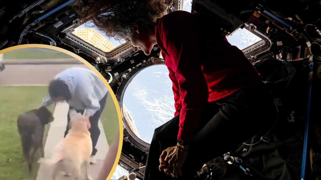 Paw-Some Watch: Astronaut Sunita Williams Being Welcomed by Her Dogs is Melting Hearts Online