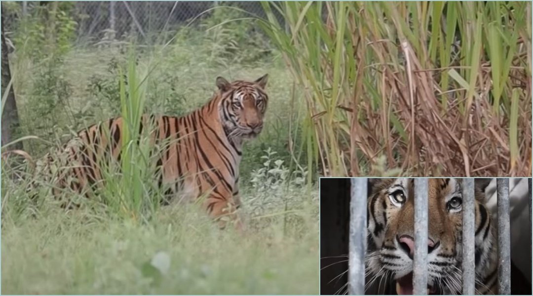 Tiger Chained Entire Life Finally Taste’s Freedom