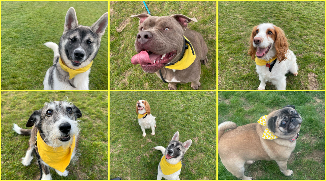 What It Means If a Dog Is Wearing Yellow: Understanding Anxious and Reactive Dogs
