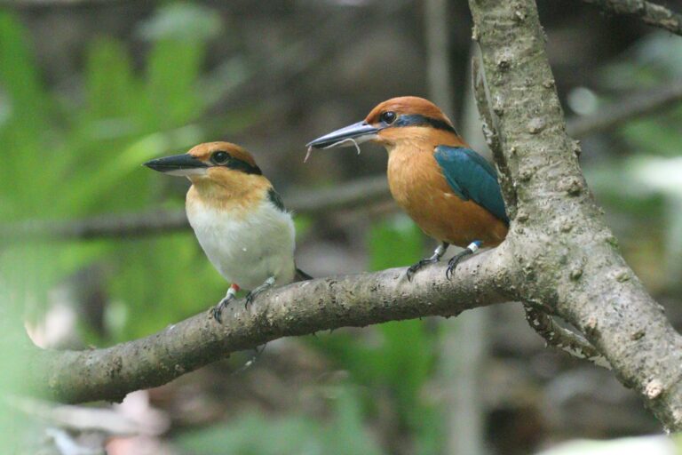 Hope Takes Flight: Once-Extinct Sihek Lays Eggs in the Wild for First Time in Nearly 40 Years