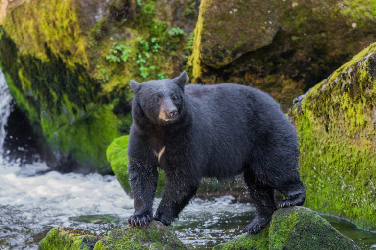 Outrage Grows as Florida Proposes Return of Black Bear Trophy Hunt