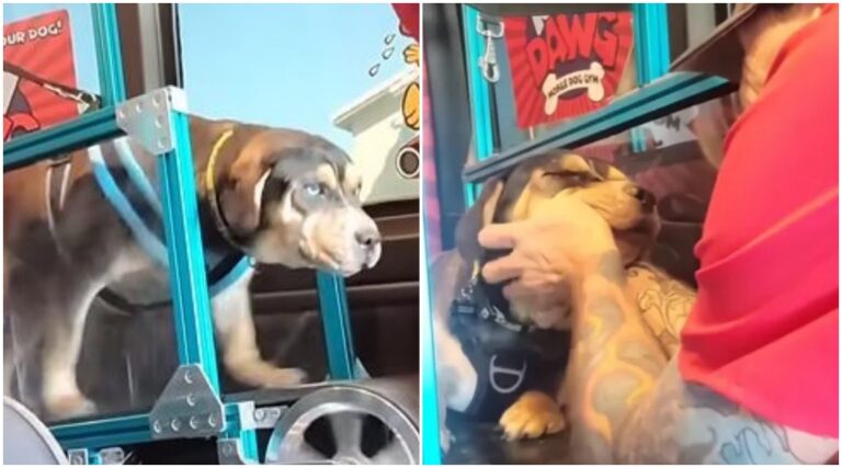 Blind Dog’s Amazing Transformation: Watch Him Take His First Steps to Freedom