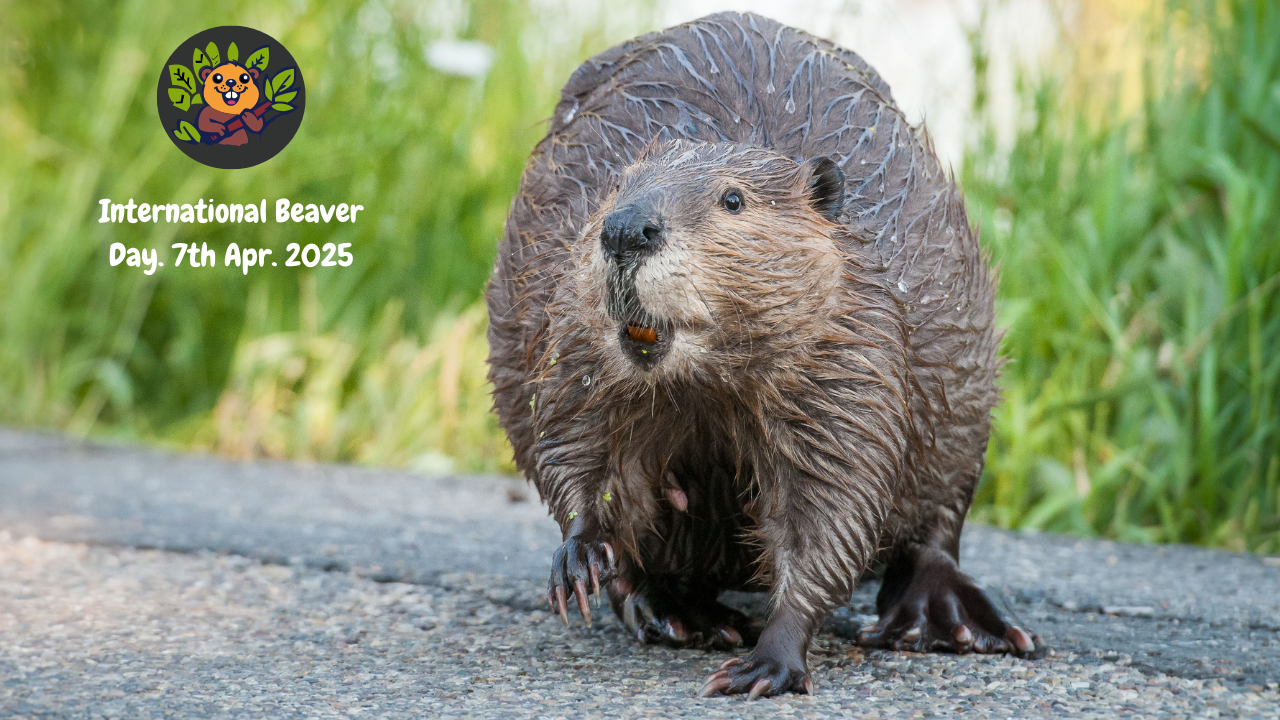 International Beaver Day: How, Nature’s Most Important Ecosystem Engineer, Shapes Landscapes and Bolsters Biodiversity