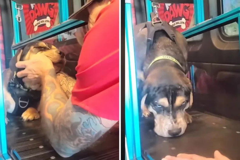 Dog