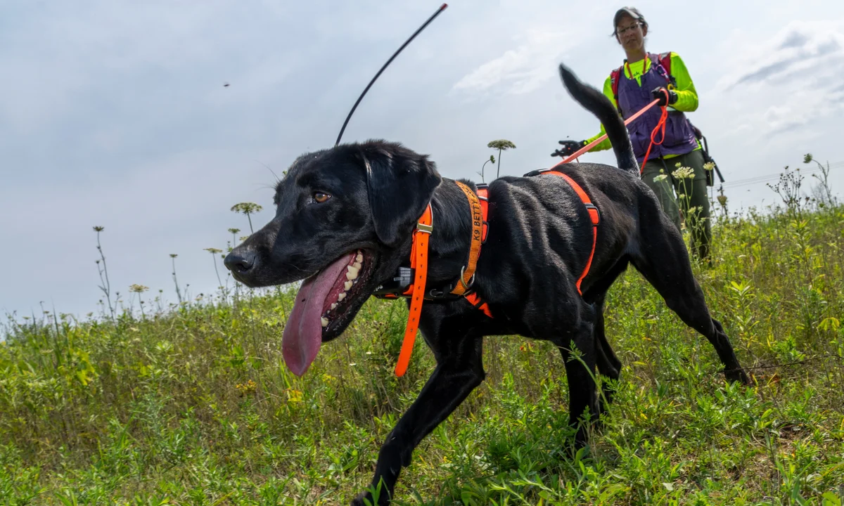 Conservation Dogs Aid in the Search for Endangered Rusty Patched Bumblebee Nests
