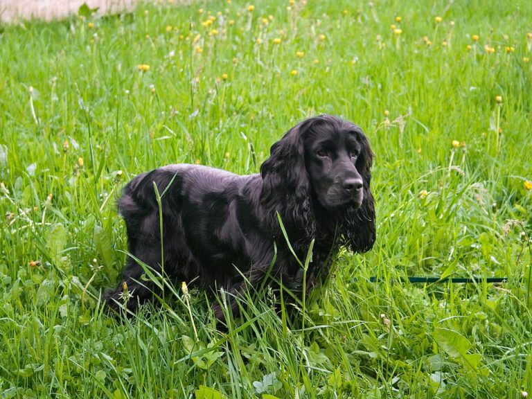 Royal Pup Gets the Spotlight: William and Kate Share Sweet Photo for National Pet Day