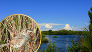 Featured: cable sable seaside sparrow
