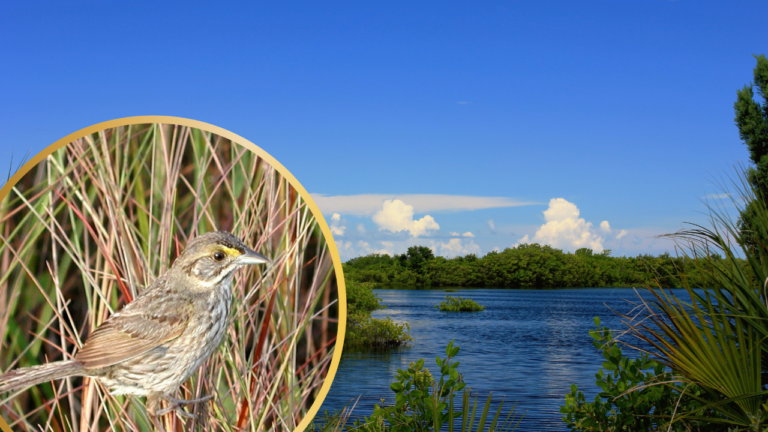 Featured: cable sable seaside sparrow