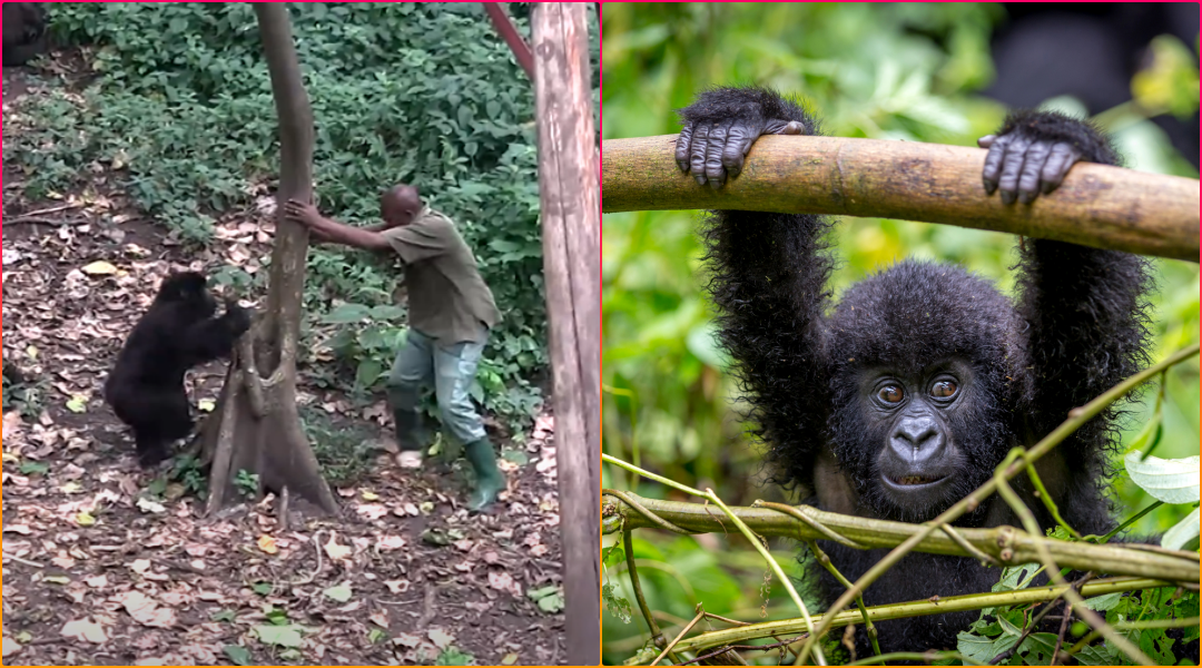 Watch: Orphaned Baby Mountain Gorillas Interacting with Caretakers is Melting Hearts Online