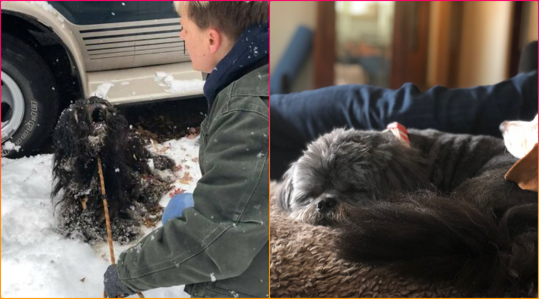Matted Dog Frozen to The Ground Is Finally Rescued and Unrecognizable After Losing 6 Lbs of Fur