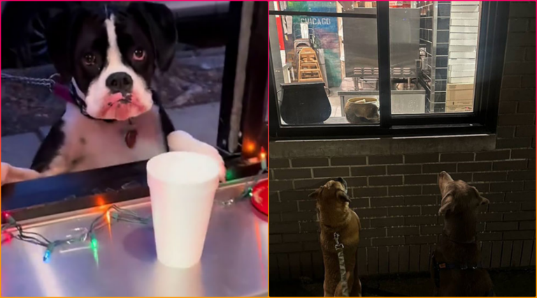 Chicago Pizzeria’s Doggie Treat Window Brings Tail-Wagging Joy