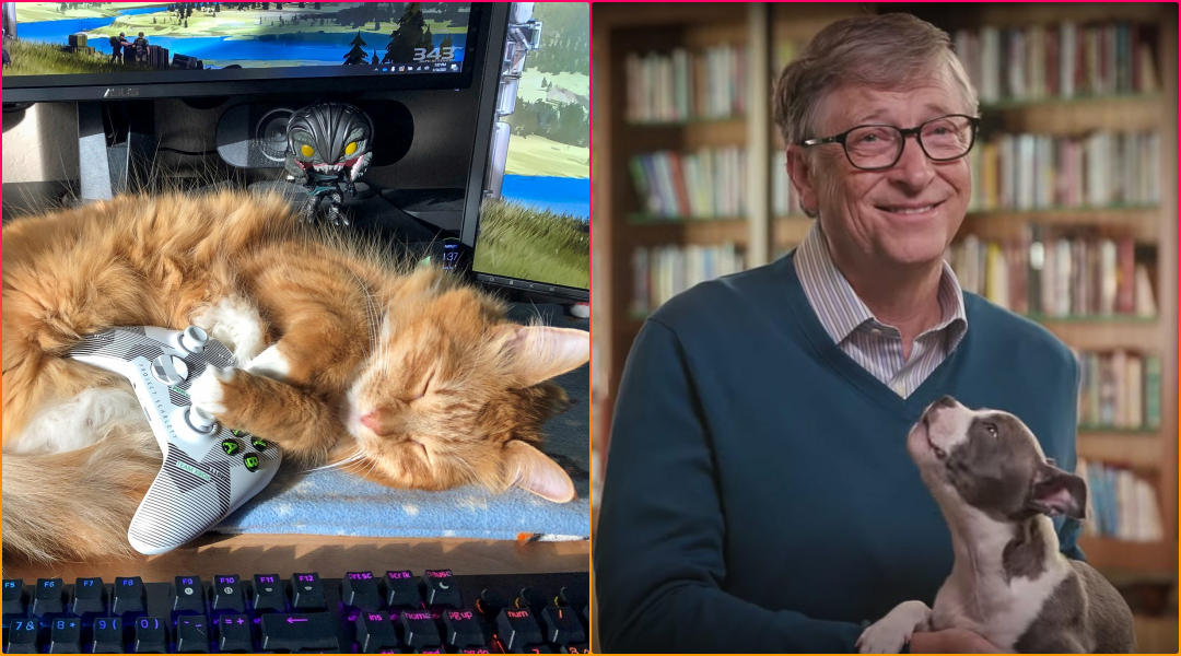 Celebrating Tech with Animals: How Microsoft Animal Calendars has Turned into Charity Gold