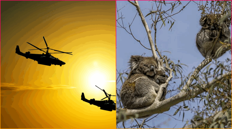 Hundreds of Koalas Gunned Down in Australia Leaving Orphaned Joeys