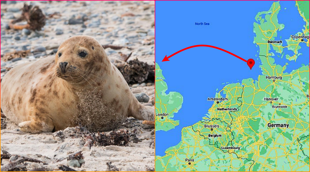 Grey Seal Baffles Experts With 320 Mile Journey From Germany to Yorkshire