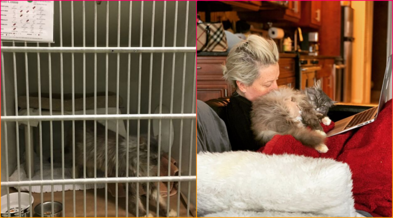 Cat Spent 12 Years in a Rabbit Cage Until A Savior Found Her