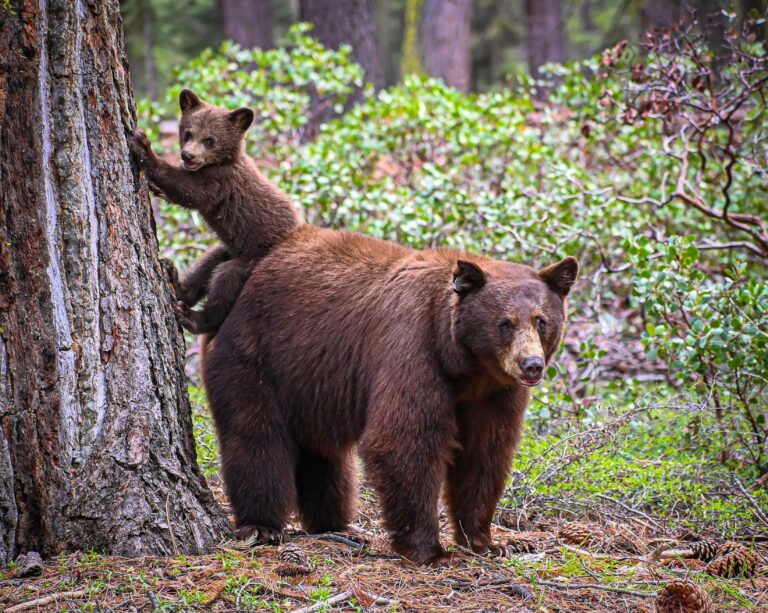 Alaska Judge Halts Bear Cull, Deeming It Unconstitutional