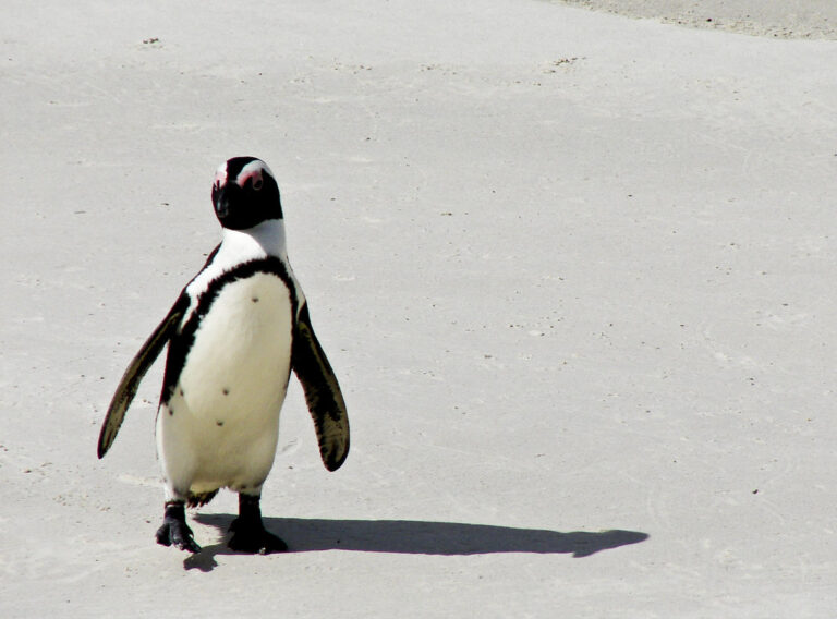 Penguin in a Box Causes Helicopter Crash in South Africa, Report Finds