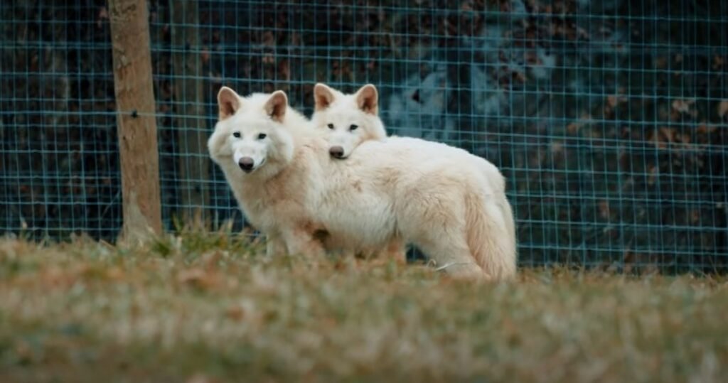 dire wolf