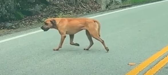 Abandoned Dog Finds His Second Chance After a Life of Suffering
