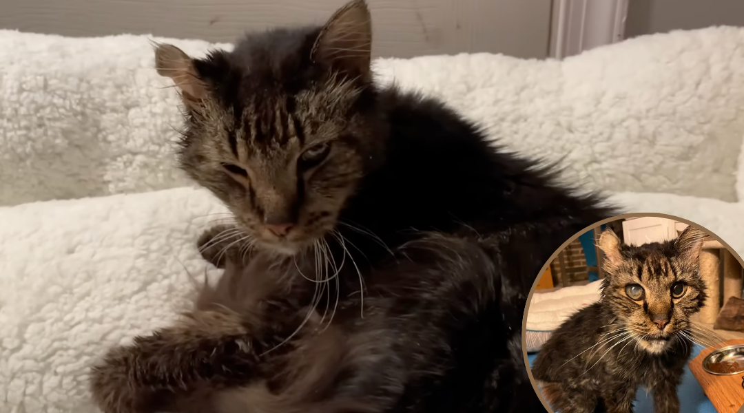 14-Year-Old Stray Cat Finds His First Bed and a Loving Home